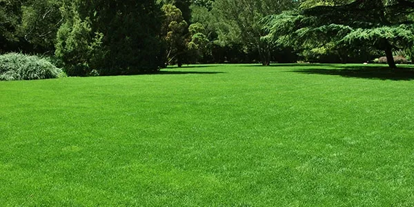 Lawn in New Jersey 