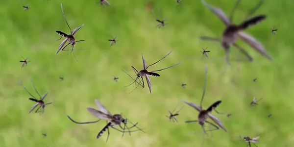 Mosquitos in New Jersey 